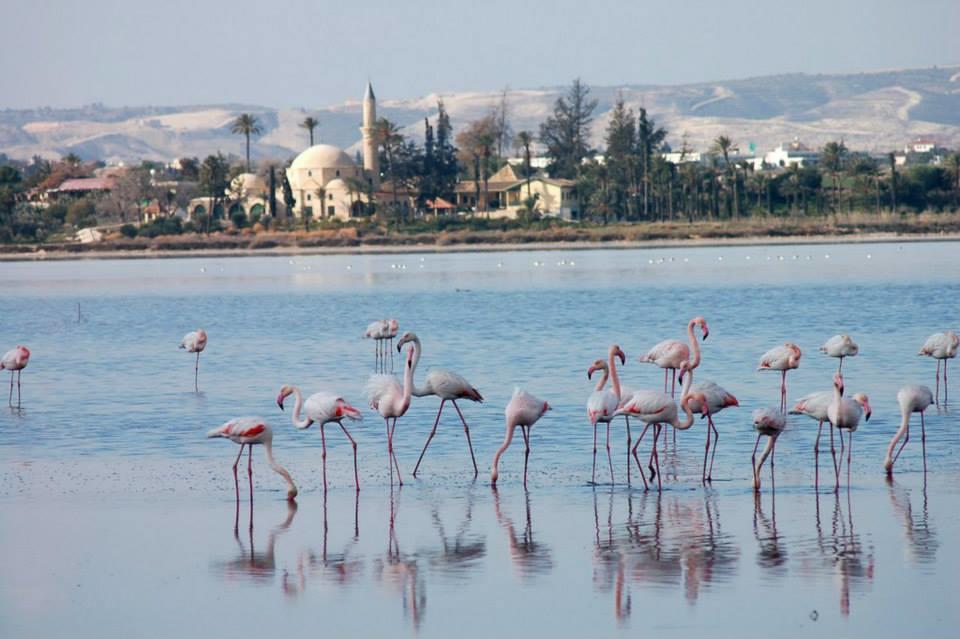 Penelope Court Apartment 102 Larnaca Zewnętrze zdjęcie